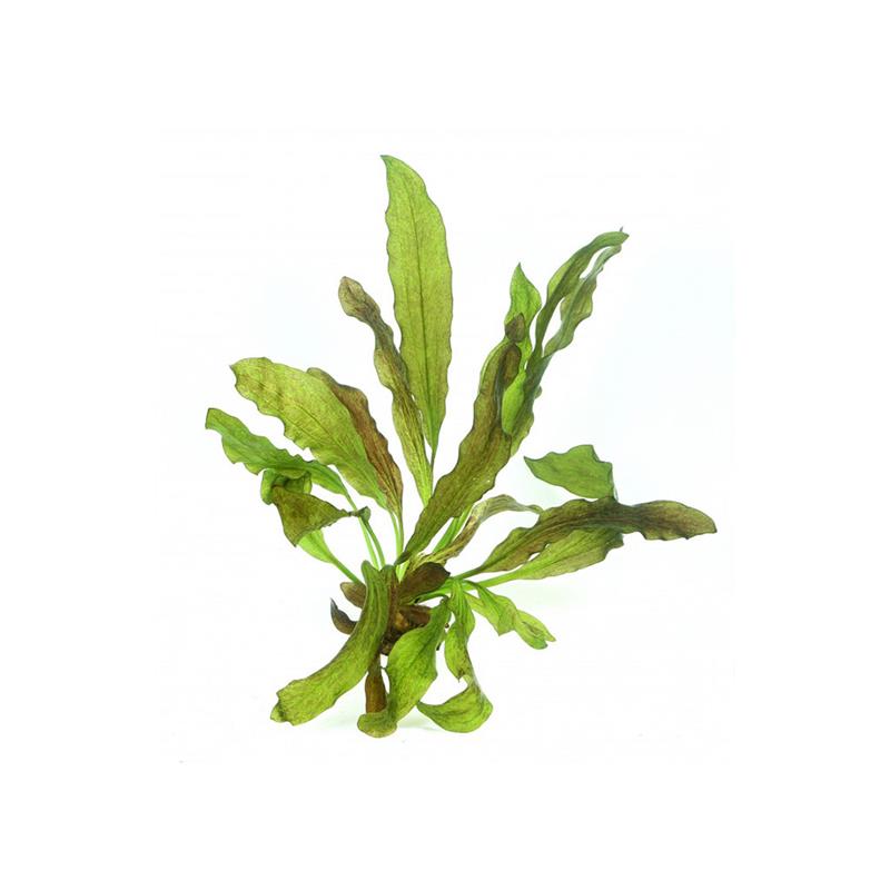 Dennerle Echinodorus Dschungelstar No. 3 Python - imagine 5